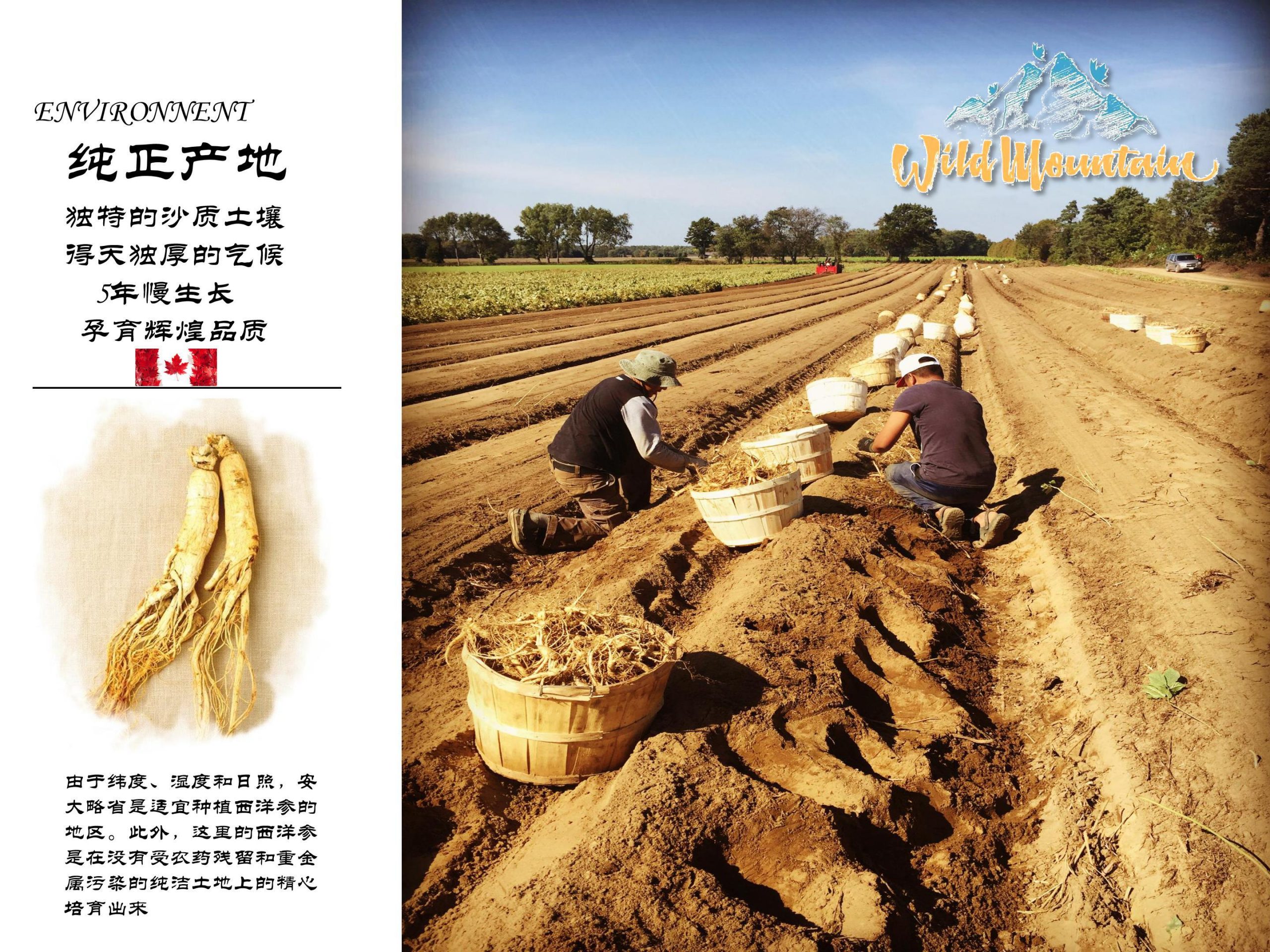 Product_奇妙_Wild Mountain野山牌加拿大安大略西洋参】圆粒 每颗10g左右 227g:盒 A-3_